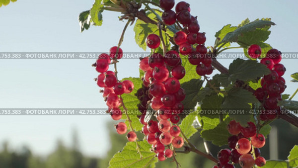 Collecting red currant berry harvest from a bush. Close-up. Стоковое видео, видеограф EStarodubov / Фотобанк Лори