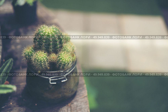 Collection of various cactus and succulent plants in different p. Collection of various cactus and succulent plants in different pots. Potted cactus house plants. Collection of various cactus and succulent plants in different pots. Potted cactus house plants. Стоковое фото, агентство Ingram Publishing / Фотобанк Лори
