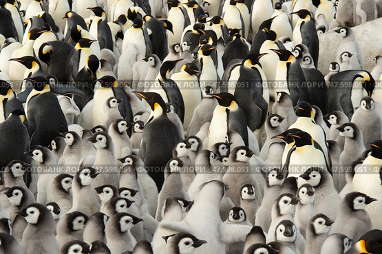Colony of emperor penguins at Snow Hill Island, Weddell Sea, Antarctica, Polar Regions. Стоковое фото, фотограф Vladimir / Фотобанк Лори