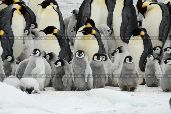 Colony of emperor penguins at Snow Hill Island, Weddell Sea, Antarctica, Polar Regions. Стоковое фото, фотограф Vladimir / Фотобанк Лори
