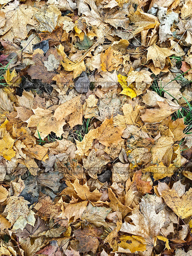 Colorful autumn leaves blanket the ground in a forested area during peak foliage season. Vertical background. Стоковое фото, фотограф Александра Селина / Фотобанк Лори