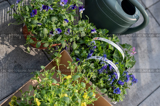 Colorful flower seedlings and garden tools prepared for spring planting outdoors. Стоковое фото, фотограф Гайфуллина Дина / Фотобанк Лори