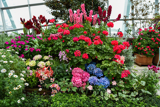 Colorful garden display with blooming hydrangea, geranium, snapdragon, and amaryllis in a greenhouse setting, surrounded by daisies and foliage. Стоковое фото, фотограф Татьяна Терехина / Фотобанк Лори