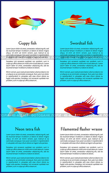 Colorful guppy and swordtail fishes vector posters, illustration of neon tetra and exotic filamented flasher wrasse, set of banner with text sample. Colorful Guppy and Swordtail Fishes Vector Posters. Стоковая иллюстрация, агентство Ingram Publishing / Фотобанк Лори