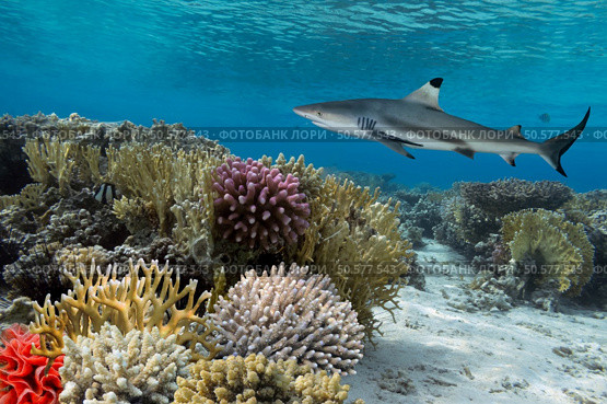Colorful underwater coral reef with yellow stripped fish and big shark. Стоковое фото, агентство Ingram Publishing / Фотобанк Лори
