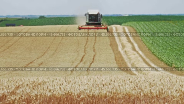 Combine harvester cuts ripe wheat in the field. Стоковое видео, видеограф Михаил Коханчиков / Фотобанк Лори
