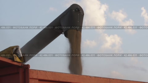 Combine pours grain into a truck комбайн засыпает зерна в грузовик. Стоковое видео, видеограф Опока Алексей / Фотобанк Лори