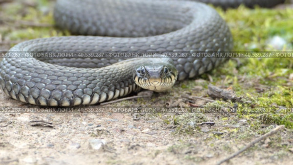 Common grass snake Natrix natrix, close-up in its natural habitat. A live snake. High quality 4k footage. Стоковое видео, видеограф Egor Sarantstv / Фотобанк Лори