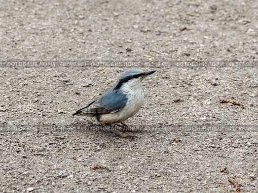 Common nuthatch (Sitta europaea) Стоковое фото, фотограф Саблин Станислав / Фотобанк Лори