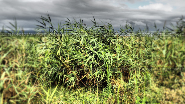 Common reed, or southern reed, Phragmites australis, a tall perennial grass of the genus Reed. Flora of the estuary. Moisture-loving plant. Blurred on the sides. Stormy weather. Стоковое фото, фотограф Юлия Петровская / Фотобанк Лори