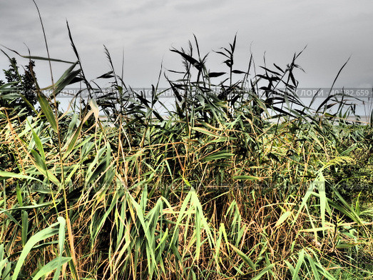 Common reed, or southern reed, Phragmites australis, a tall perennial grass of the genus Reed. Flora of the estuary. Moisture-loving plant. Soils with close standing groundwater. Stormy weather. Стоковое фото, фотограф Юлия Петровская / Фотобанк Лори