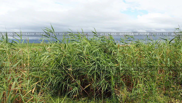 Common reed, or southern reed, Phragmites australis, a tall perennial grass of the genus Reed. Flora of the estuary. Moisture-loving plant. Soils with close standing groundwater. Stormy weather. Стоковое фото, фотограф Юлия Петровская / Фотобанк Лори