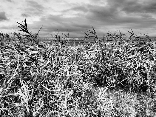 Common reed, or southern reed, Phragmites australis, a tall perennial grass of the genus Reed. Flora of the estuary. Black and white monochrome. Soils with close standing groundwater. Stormy weather. Стоковое фото, фотограф Юлия Петровская / Фотобанк Лори