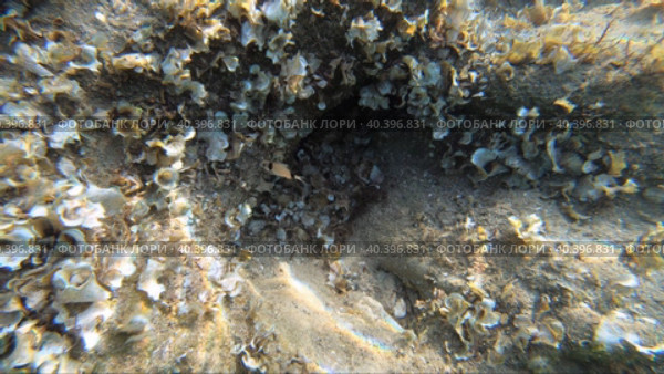 Common two-banded sea bream swims over the seagrass beds of peacock's tail algae. Crete. Greece. Стоковое видео, видеограф Сергей Пристяжнюк (Serg Zastavkin) / Фотобанк Лори