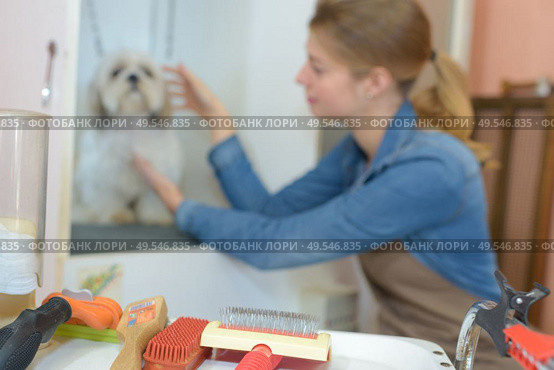 concept of pet grooming tools. Стоковое фото, агентство Ingram Publishing / Фотобанк Лори