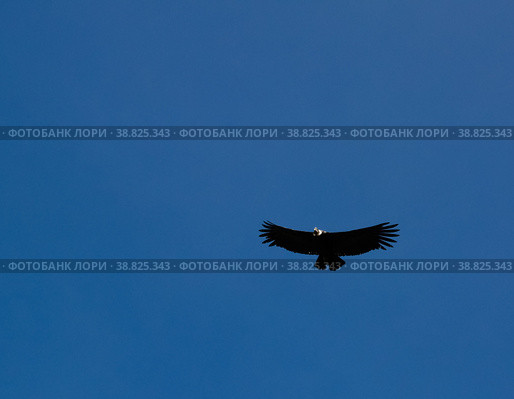 Condors above the Colca canyon at Condor Cross or Cruz Del Condor viewpoint, Chivay, Peru (2018 год). Стоковое фото, фотограф Сергей Майоров / Фотобанк Лори