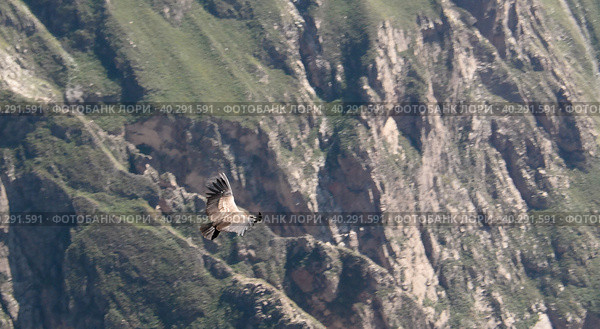 Condors above the Colca canyon at Condor Cross or Cruz Del Condor viewpoint, Chivay, Peru (2018 год). Стоковое фото, фотограф Сергей Майоров / Фотобанк Лори