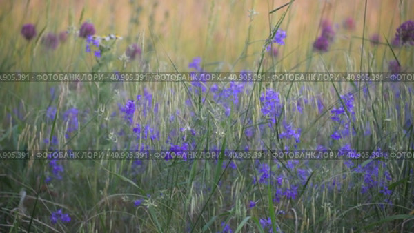 Consolida regalis - annual herbaceous flowering plant in central Russia. Стоковое видео, видеограф Володина Ольга / Фотобанк Лори