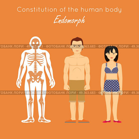 Constitution of Human Body. Endomorph. Endomorphic. Constitution of human body. Endomorph. Endomorphic characterized as fat, short, having difficulty losing weight. Enjoy food, people and affection. Has slow reactions. Disposed to complacency. Vector. Стоковая иллюстрация, агентство Ingram Publishing / Фотобанк Лори