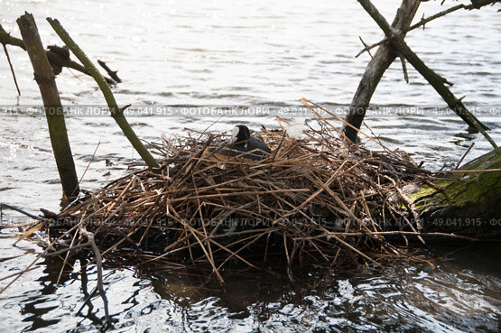 Coot on a waterside nest. Стоковое фото, агентство Ingram Publishing / Фотобанк Лори