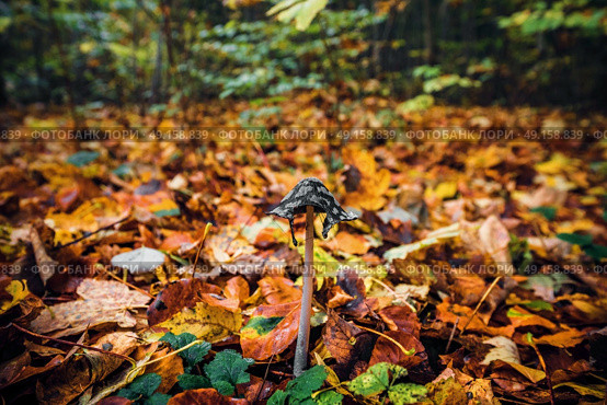 Coprinopsis picacea mushroom among autumn leaves in the forest in the fall with autumn leaves in beautiful autumn colors. Стоковое фото, агентство Ingram Publishing / Фотобанк Лори