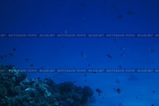 Coral reefs underwater. Стоковое фото, фотограф Анна Кривицкая / Фотобанк Лори