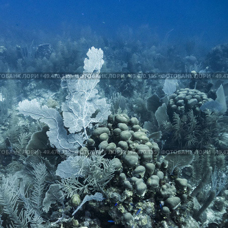 Corals underwater, Dive Site, East Wall, Belize. Стоковое фото, агентство Ingram Publishing / Фотобанк Лори