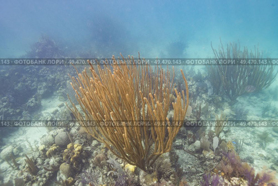Corals underwater, Turneffe Atoll, Belize Barrier Reef, Belize. Стоковое фото, агентство Ingram Publishing / Фотобанк Лори