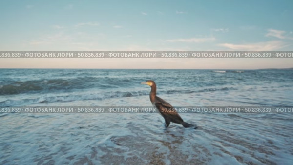 Cormorant perching on rocky shoreline, silhouetted against vibrant sunset over black sea coastal landscape in crimea. Стоковое видео, видеограф Mikhail Davidovich / Фотобанк Лори