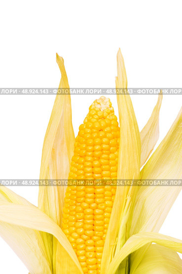 Corn cob isolated on the white background. Стоковое фото, агентство Ingram Publishing / Фотобанк Лори