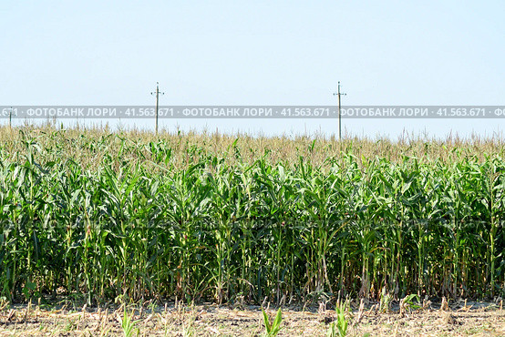 Corn field. Process of growth of corn, it still green also blossoms. Стоковое фото, фотограф Леонид Еремейчук / Фотобанк Лори