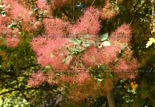 Cotinus coggygria (Rhus cotinus, European smoketree, Eurasian smoketree), Eurasian species of flowering plant in family Anacardiaceae. Стоковое фото, фотограф Валерия Попова / Фотобанк Лори