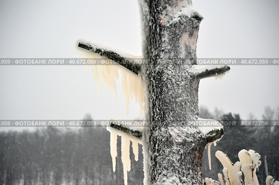Covered with a large layer of ice tree branches. Стоковое фото, фотограф Анна Кривицкая / Фотобанк Лори