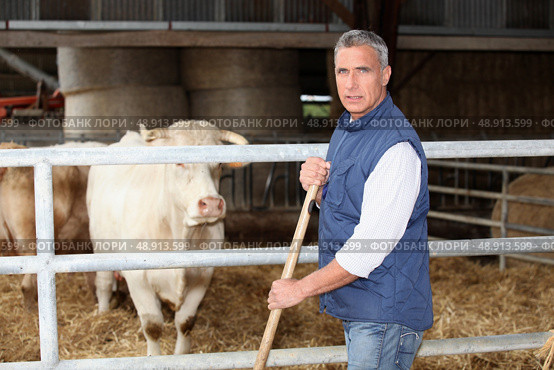 Cow farmer. Стоковое фото, агентство Ingram Publishing / Фотобанк Лори