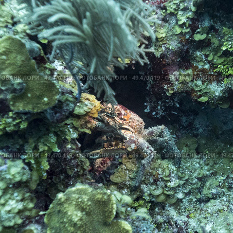 Crab with corals underwater, Belize. Стоковое фото, агентство Ingram Publishing / Фотобанк Лори