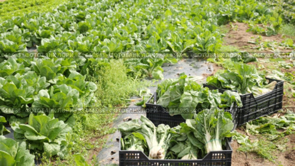 Crates full of chard on vegetable field. Стоковое видео, видеограф Яков Филимонов / Фотобанк Лори
