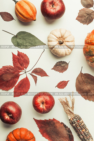 Creative Flat lay of  various colorful little pumpkin, apples and fall leaves on white table background, top view. Autumn composing or pattern background , flat lay. Стоковое фото, агентство Ingram Publishing / Фотобанк Лори