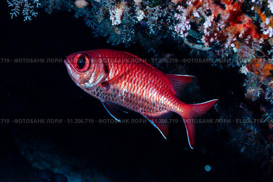 Crimson Soldierfish Glides Near Reef in the Red Sea Depths. Стоковое фото, фотограф Aleksandr Golubev / Фотобанк Лори