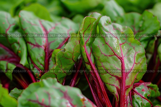 Crinkled Beet leaves. Generate Ai. Стоковое AI-изображение, AI-художник Иван Рябоконь / Фотобанк Лори