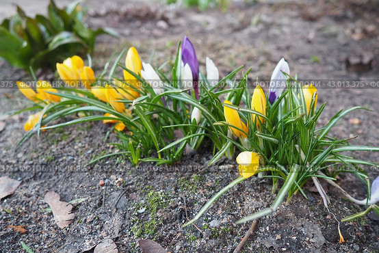Crocus, crocuses or croci is a genus of seasonal flowering plants in the family Iridaceae iris family comprising about 100 species of perennials growing from corms. Yellow, orange or purple flowers. Стоковое фото, фотограф Юлия Петровская / Фотобанк Лори
