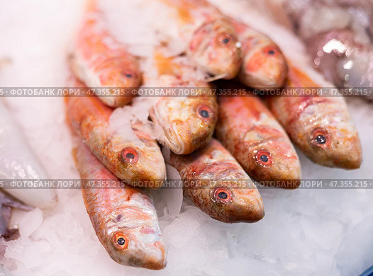 Crumbled ice, pile carcasses of red mullet lie on ice surface, close up. Стоковое фото, фотограф Яков Филимонов / Фотобанк Лори