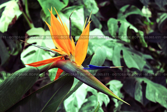 Cтрелиция королевская (Strelitzia reginae) Стоковое фото, фотограф Евгения Солдатова / Фотобанк Лори