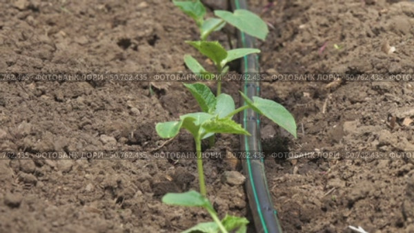 Cucumber plants with drip irrigation. Стоковое видео, видеограф Михаил Коханчиков / Фотобанк Лори