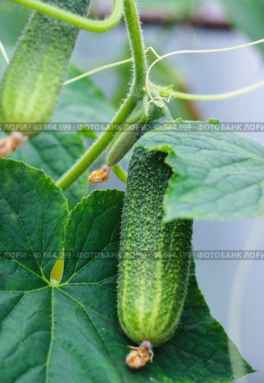 Cucumbers in the greenhouse. Стоковое фото, фотограф Винокуров Александр / Фотобанк Лори