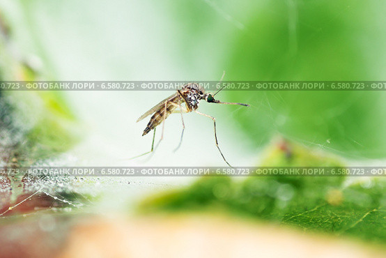 Culex pipiens - Комар обыкновенный на траве. Стоковое фото, фотограф Anton Kozyrev / Фотобанк Лори
