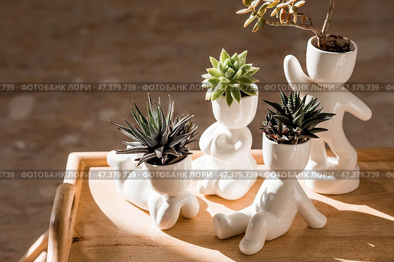 Cultivation of succulent plants. Caring for houseplants at home. Homemade flowers. Juicy. Стоковое фото, фотограф Photojuli / Фотобанк Лори