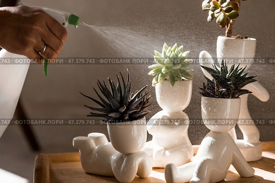 Cultivation of succulent plants. Caring for houseplants at home. Homemade flowers. Juicy. Стоковое фото, фотограф Photojuli / Фотобанк Лори