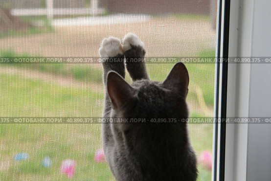 Curious Cat is Playing with a Small Flying Beetle on the mosquito net. Humor, funny pets. Domestic cat looks outdoors trough the open window. Protection from ticks, fleas. Kitten attacking the fly. Стоковое фото, фотограф Марина Демидюк / Фотобанк Лори