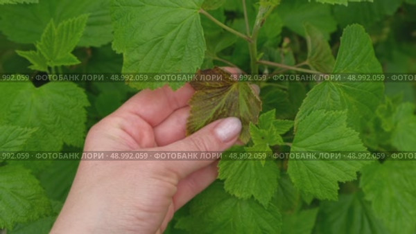 Currant and gooseberry leaf spot. Curling puckering sick blister leaves close-up. Small, dark yellow orange spots on the plant. Puckered blistered leaves distorted by aphids. Yellowish green foliage. Стоковое видео, видеограф Марина Демидюк / Фотобанк Лори