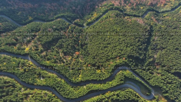 Curved road trough pine forest. Стоковое видео, видеограф Михаил Коханчиков / Фотобанк Лори